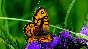 Butterflies of the satyridae family form the largest group throughout much of europe. Wall Brown Lasiommata Megera European Environment Agency
