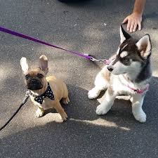 We did not find results for: French Bulldog Husky Mix Puppies Pets Lovers