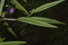 Image result for Polygala persicariifolia