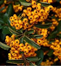 Image result for Pyracantha coccinea soleil d'or