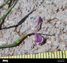 Image result for Dicliptera heterostegia