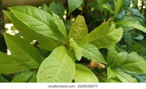 Image result for Psychotria auxopoda
