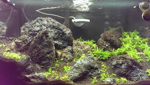 This is especially true for rock landscapes in the japanese style (aka. Lava Rock Aquascaping World Forum