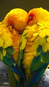 In order to download wallpaper which fits your screen check the resolutions listed below Love Birds Background Hd