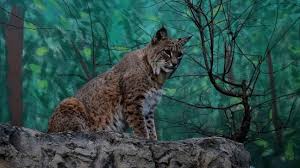 Файлы с тэгом «bobcat attacks» ↓. Dog Recovering After Bobcat Attack Helena Family Says Wbma