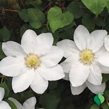 Image result for Clematis commutata