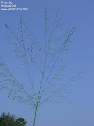 Image result for Panicum maximum