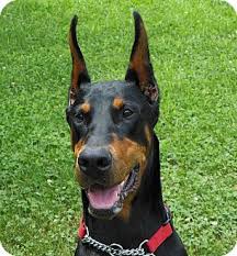 We have decided to adopt two girls from india. Arlington Va Doberman Pinscher Meet Elsa A Dog For Adoption Doberman Pinscher Doberman Dog Adoption