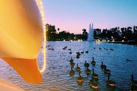 Maybe you would like to learn more about one of these? Swan Boat Night Ride At Echo Park Lake Triphobo
