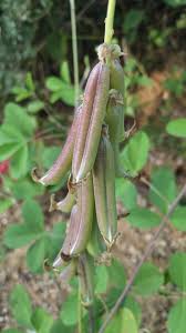 Image result for Crotalaria torrei