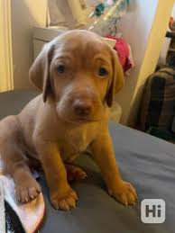 Image result for maďarský krátkosrstý ohař