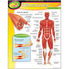 Human muscle system, the muscles of the human body that work the skeletal system, that are under voluntary control, and that are concerned with movement, posture, and balance.broadly considered, human muscle—like the muscles of all vertebrates—is often divided into striated muscle (or skeletal muscle), smooth muscle, and cardiac muscle.smooth muscle is under involuntary control and is. Chart Muscular System T 38095 Trend Enterprises Inc