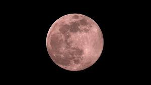 We did not find results for: Pink Moon 2021 Ist Der Supermond Wirklich Rosa Eingefarbt