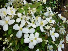 Flower images flower pictures rhododendron rock garden plants clematis vine white plants moon garden pink and white flowers flowering vines. Clematis Grandiflora Clematis Montana Grandiflora Baumschule Horstmann