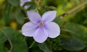 Image result for Barleria sp. B