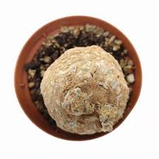 Image result for Coccinia mildbraedii