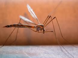 Why Do Mosquitoes Bite Some People More Than Others Scienceline