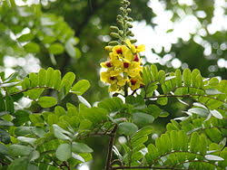Image result for Caesalpinia glandulosopedicellata