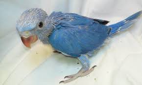 Totally weaned and ready for new home. Blue Ringneck Parrot For Sale California Page 2