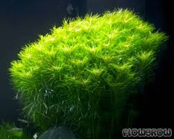Image result for Pogostemon aquaticus