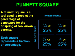 Identify dominant and recessive traits step 2: Ppt Punnett Square Powerpoint Presentation Free Download Id 4492905
