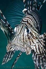 Haz tu selección entre imágenes premium sobre black and white striped fish de la más alta calidad. Black And White Striped Lion I Wouldn T Want To Give Him A Hug Lion Fish Ocean Creatures Ocean Animals
