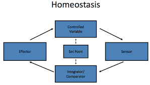 Homeostasis 1 Objectives Flashcards Quizlet