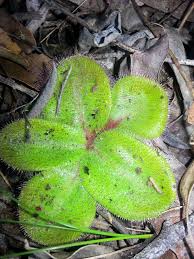 Image result for Drosera