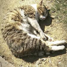Deniz Kenarinda Oturup Kitabimi Okurken Bu Ufaklik Yanima Geldi Ve Uzandi Sonra Sicagin Da Etkisi Ile Guzelce Mayisti Ve Goruldugu Gibi In 2020 Cats Animals Instagram