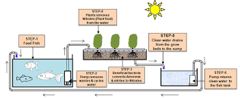 flow diagrammatic representation of aquaponics system in