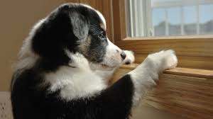 How can you crate train a dog with severe separation anxiety? Separation Anxiety In Dogs Dogtime