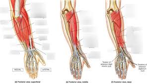 Your arm muscles allow you to perform hundreds of everyday movements, from making a fist to bending your thumb. Forearm Muscles Posterior Superficial Diagram Quizlet