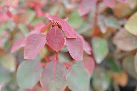 Image result for Euphorbia cotinifolia