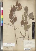 Image result for Irvingiaceae