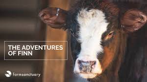 Cows Farm Animals Farm Sanctuary