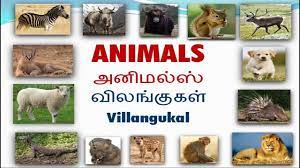 Vocabulary About Animals And Wildlife With Pictures Including Tamil And English Pronunciation Youtube