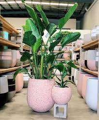 Bird of paradise plants can make an amazing statement piece in a garden setting. Heaps Of Giant Bird Of Paradise In Store Now Houseplantclub Pot Bird Of Paradise Plant Indoor Bird Of Paradise Plant Giant Bird Of Paradise
