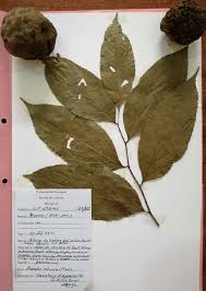 Image result for Panda oleosa