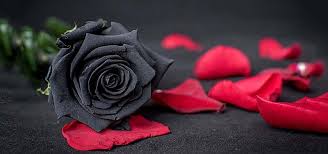 Black Rose Plants Close Up High Resolution Images Black Rose Black And White Roses Rose Background