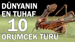 Dunyanin En Tuhaf 10 Orumcek Turu Ilginc Hayvanlar Korkutucu Orumcek Tuhaf