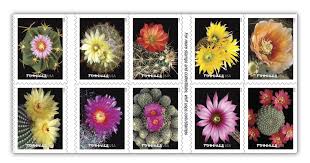 While some plants bloom and wither within one day, others will retain their flowers for periods of up to six weeks. Cactus Flowers Open Mesa Ameristamp Expo Aripex 2019