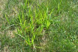 Check spelling or type a new query. Yellow Nutsedge Is A Sedge Weed Not A Grassy Weed