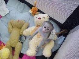 Healthy Capuchin Monkeys For Free Adoption Capuchin Monkey Teacup Yorkie Puppy Baby Squirrel