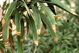 Image result for xylella fastidiosa oleander symptoms