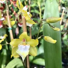 Odontocidium Sunlight Hilo Honey Available In 4 Sunlight Orchids Honey