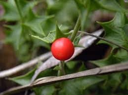 Image result for Crossopetalum