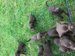 A platinum lab has very little or no honey coloring at all. Lab Puppies Chocolate For Sale In Three Rivers Michigan Classified Americanlisted Com