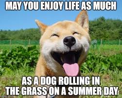Clean Funny Dog Memes 2019 Funny Dog Memes Funny Animal Videos Funny Saturday Memes