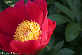For the most part, transplanting peonies is a job that doesn't usually need done for 10 to 15 years. I Finally Transplanted My Peony Here She Grows