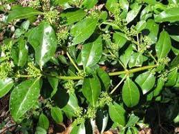 Image result for Psydrax richardsiae